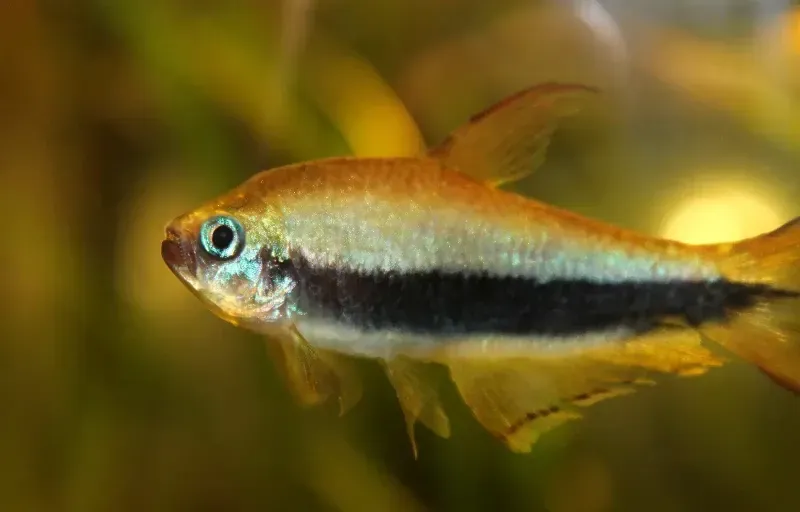 Imagem do Tetra Imperador